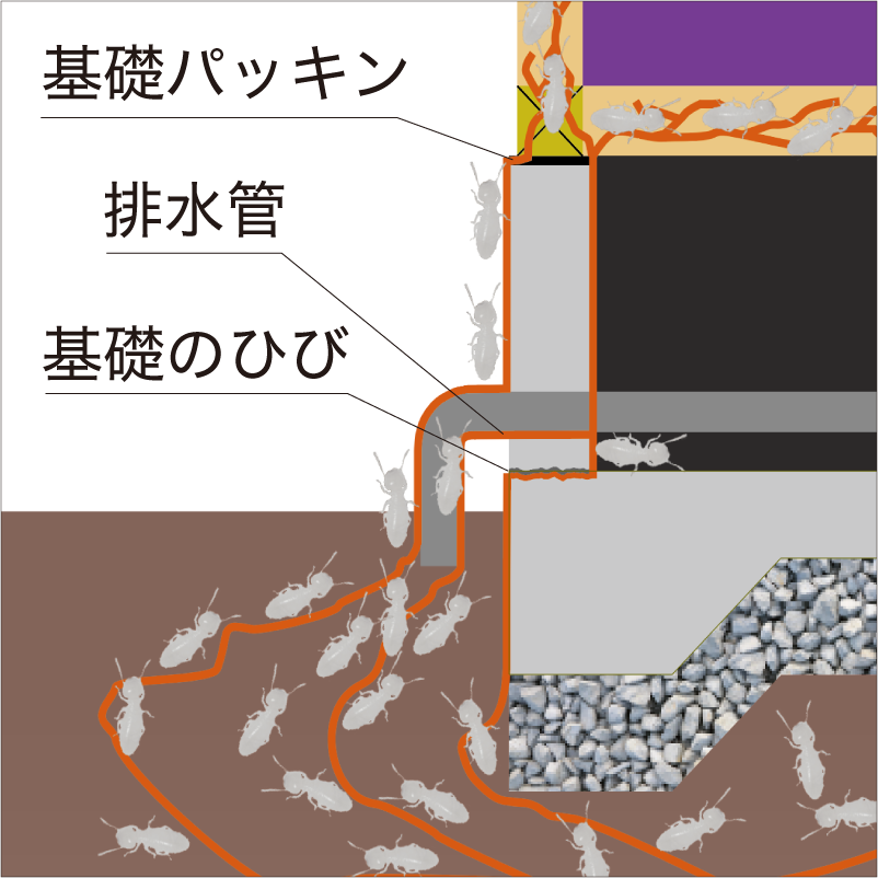 シロアリ侵入左側