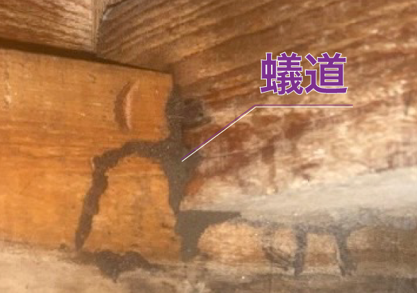 蟻道