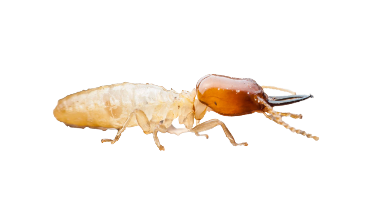 アメリカカンザイシロアリ
